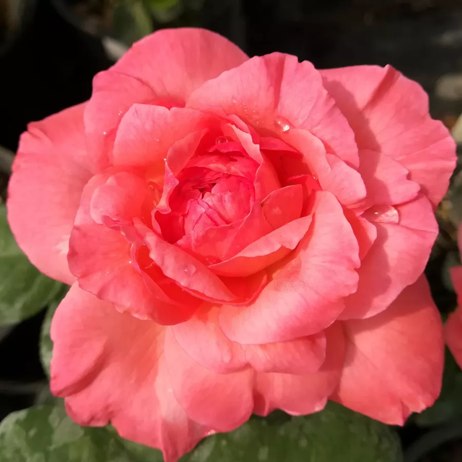 Rose Ibridi di Tea - Rosa - Succes Fou™ - Produzione e vendita on line di rose da giardino