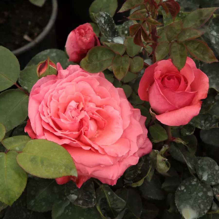 Różowy - Róża - Succes Fou™ - Szkółka Róż Rozaria