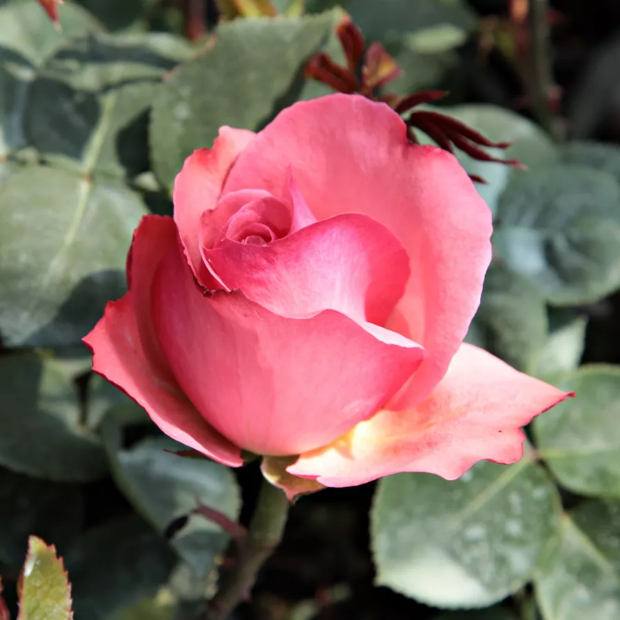 Zmerno intenzivni vonj vrtnice - Roza - Succes Fou™ - Na spletni nakup vrtnice