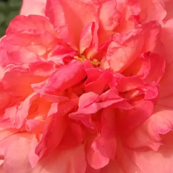 Online rózsa vásárlás - teahibrid rózsa - rózsaszín - közepesen illatos rózsa - barack aromájú - Succes Fou™ - (50-150 cm)