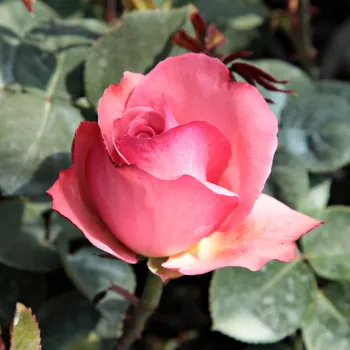 Rosa Succes Fou™ - roz - trandafiri pomisor - Trandafir copac cu trunchi înalt – cu flori teahibrid