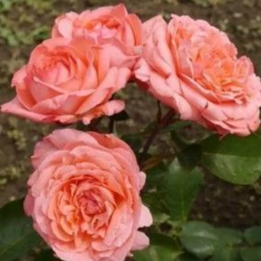 HIBRIDNA ČAJEVKA - Ruža - Succes Fou™ - naručivanje i isporuka ruža