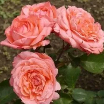 Rosa - rosales híbridos de té - rosa de fragancia moderadamente intensa - melocotón
