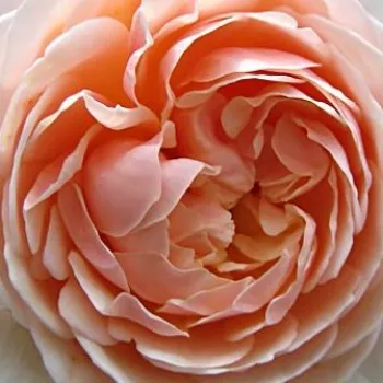 Online rózsa vásárlás - sárga - angol rózsa - Ausleap - intenzív illatú rózsa - damaszkuszi aromájú - (100-150 cm)