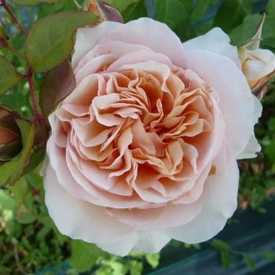Rose Inglesi - Rosa - Ausleap - Produzione e vendita on line di rose da giardino