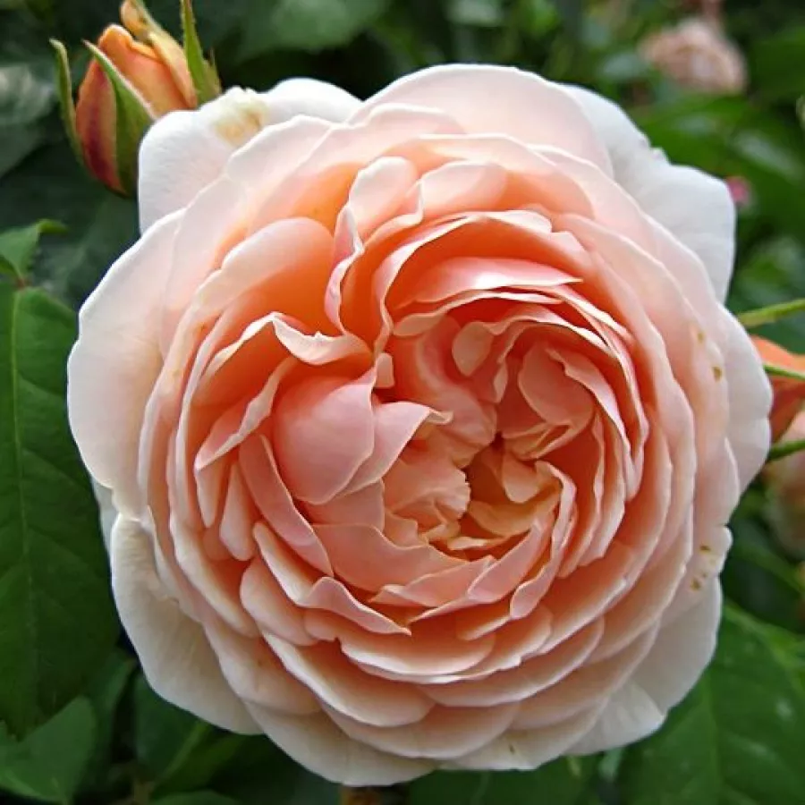 Giallo - Rosa - Ausleap - Produzione e vendita on line di rose da giardino