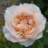 žltá - stromčekové ruže - Rosa Ausleap - intenzívna vôňa ruží - damascus