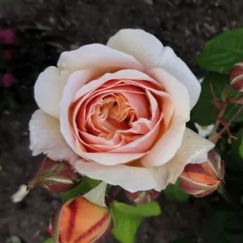 Rosa Ausleap - amarillo - árbol de rosas inglés- rosal de pie alto