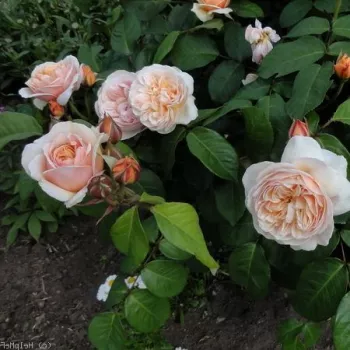 Rosa melocotón - árbol de rosas inglés- rosal de pie alto - rosa de fragancia intensa - damasco