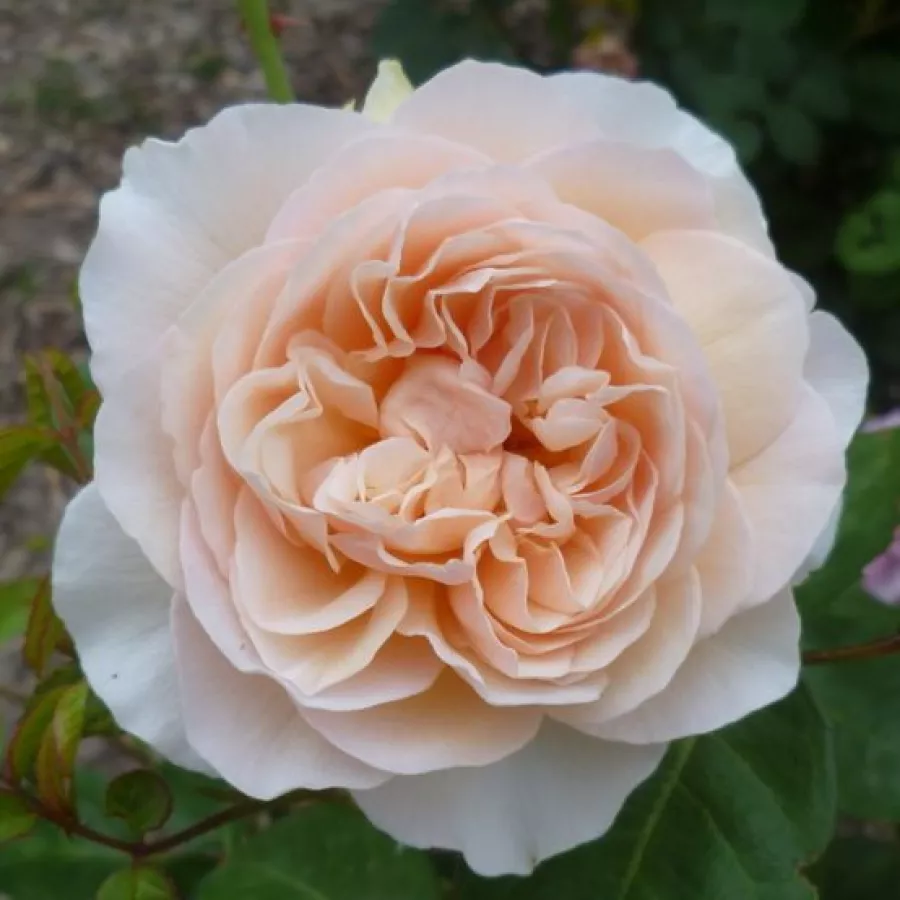 Trandafir cu parfum intens - Trandafiri - Ausleap - comanda trandafiri online