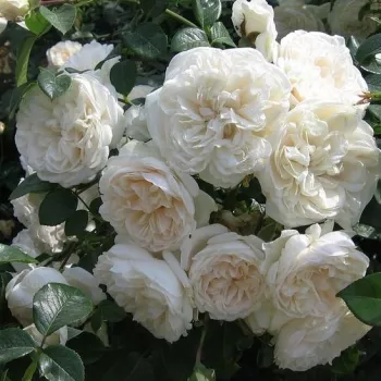 Krémfehér - parkrózsa - diszkrét illatú rózsa - szegfűszeg aromájú