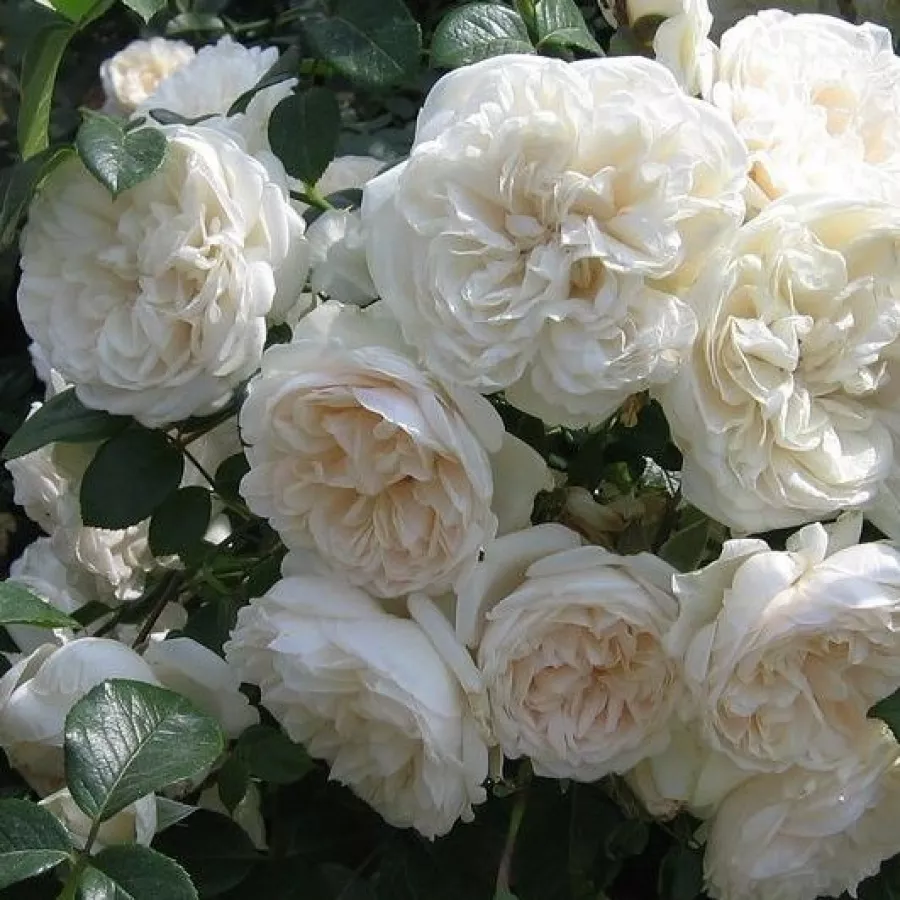 Bijela - Ruža - Summer Memories® - Narudžba ruža