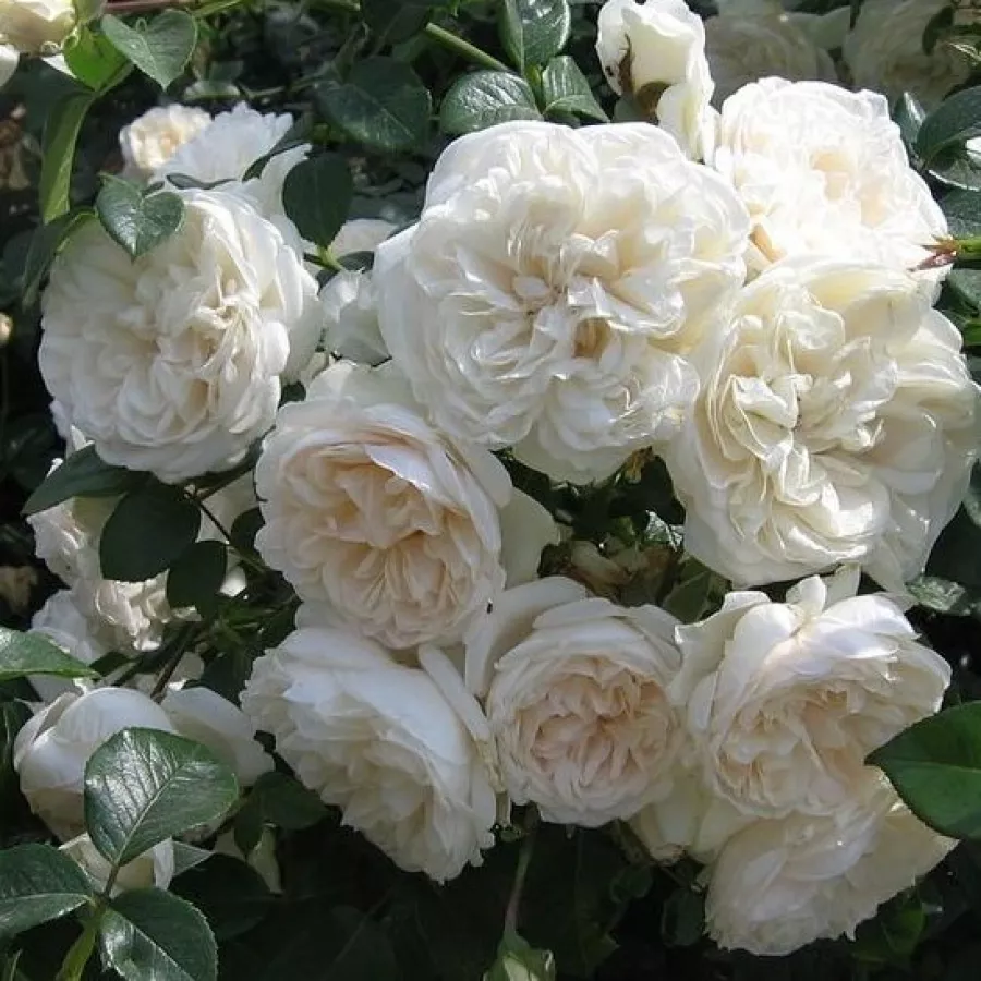 KORuteli - Rosa - Summer Memories® - Produzione e vendita on line di rose da giardino