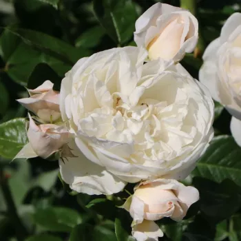 Rosa Summer Memories® - alb - trandafiri pomisor - Trandafir copac cu trunchi înalt – cu flori tip trandafiri englezești