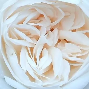 Pedir rosales - blanco - árbol de rosas inglés- rosal de pie alto - Summer Memories® - rosa de fragancia discreta - clavero