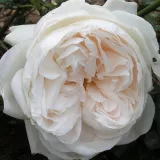 Stromčekové ruže - biely - Rosa Summer Memories® - mierna vôňa ruží - klinčeková aróma