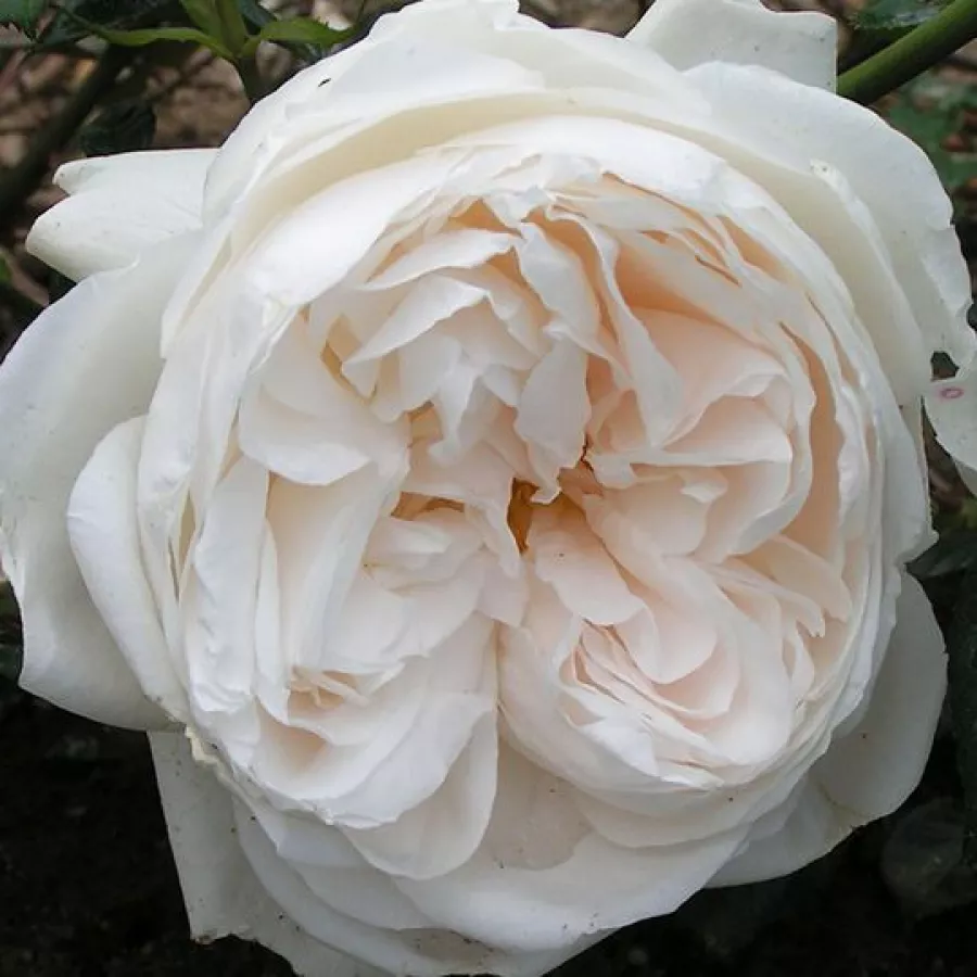 Diszkrét illatú rózsa - Rózsa - Summer Memories® - kertészeti webáruház