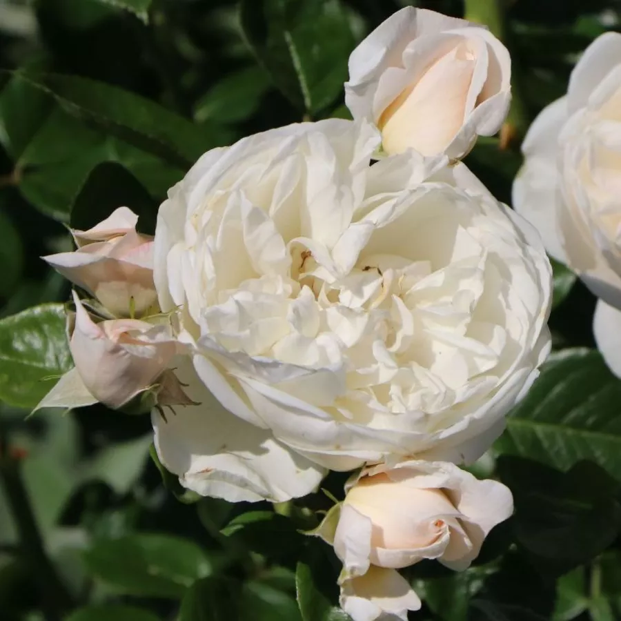 Fehér - Rózsa - Summer Memories® - online rózsa vásárlás