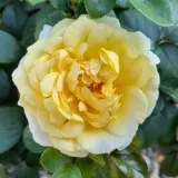 Sárga - virágágyi floribunda rózsa - Online rózsa vásárlás - Rosa Sunstar ® - diszkrét illatú rózsa - eper aromájú