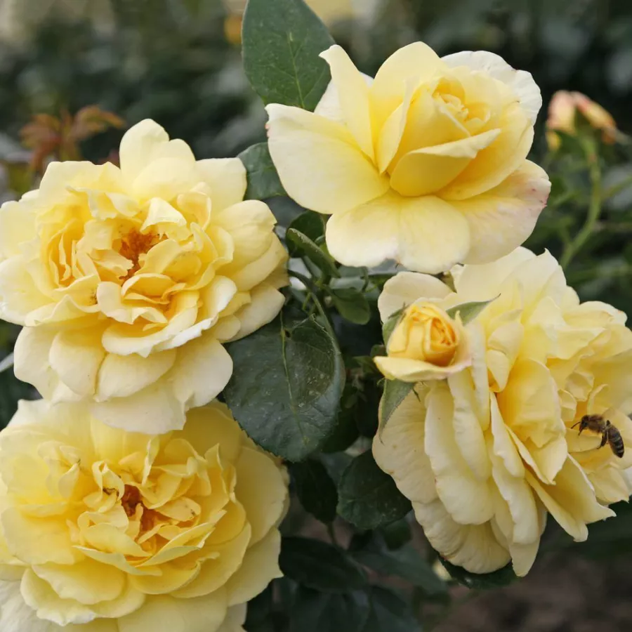 Sárga - Rózsa - Sunstar ® - Online rózsa rendelés