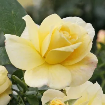 Rosa Sunstar ® - sárga - virágágyi floribunda rózsa