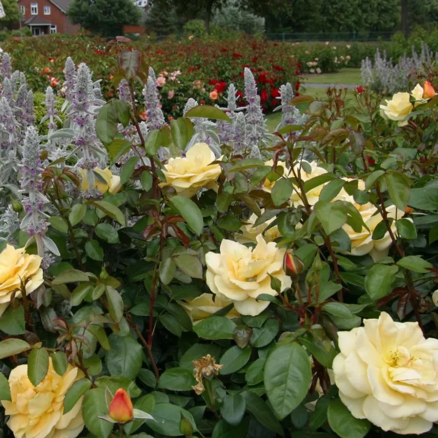 KORsteimm - Rosa - Sunstar ® - Produzione e vendita on line di rose da giardino