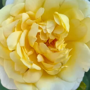 Rózsa kertészet - virágágyi floribunda rózsa - sárga - diszkrét illatú rózsa - eper aromájú - Sunstar ® - (60-90 cm)