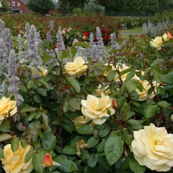 Világossárga - virágágyi floribunda rózsa - diszkrét illatú rózsa - eper aromájú