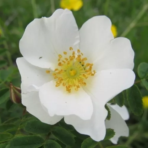 Rosa omeiensis pteracantha