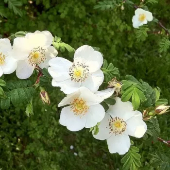 ROSA OMEIENSIS PTERACANTHA – fehér tájépítészeti bokorrózsa