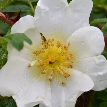 Online rózsa vásárlás - fehér - enyhe, visszafogott illatú rózsa - Rosa omeiensis pteracantha - tájépítészeti bokorrózsa - (250–400 cm)