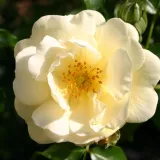 Sárga - virágágyi floribunda rózsa - Online rózsa vásárlás - Rosa Sunny Rose® - nem illatos rózsa