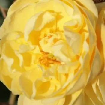 Rózsák webáruháza. - sárga - virágágyi floribunda rózsa - Sunny Rose® - nem illatos rózsa - (30-50 cm)
