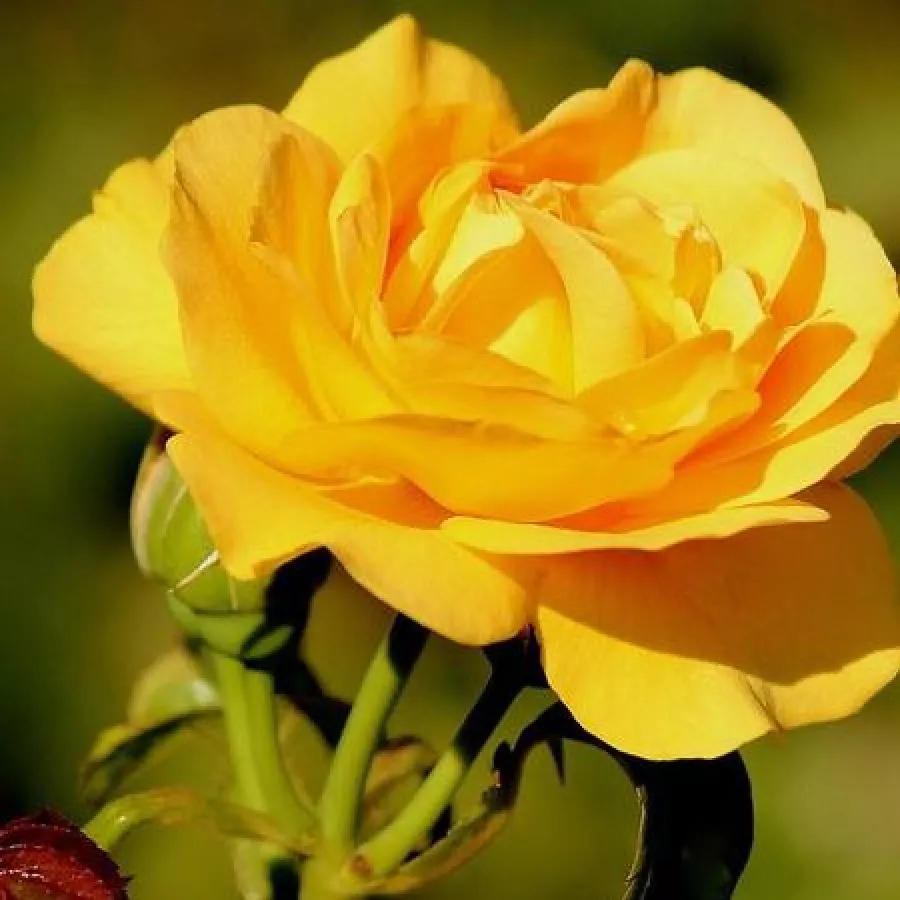 Bez vône - Ruža - Sunny Rose® - Ruže - online - koupit