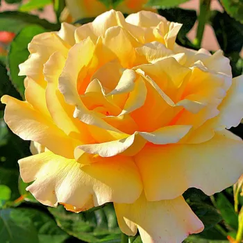 Amarillo - Árbol de Rosas Miniatura - rosal de pie alto- forma de corona compacta