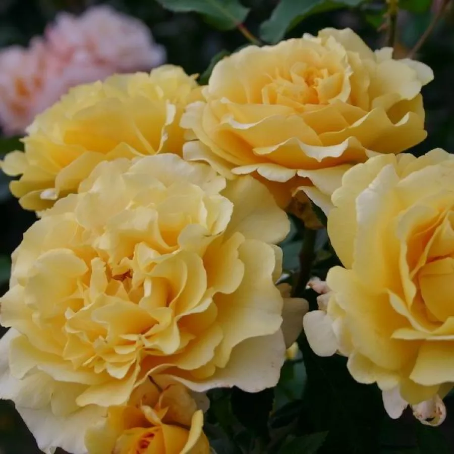 żółty - Róża - Sunny Sky ® - Szkółka Róż Rozaria