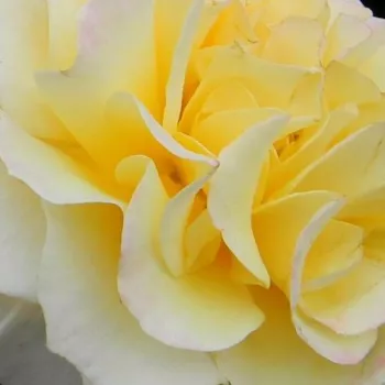 Rózsa kertészet - teahibrid rózsa - sárga - diszkrét illatú rózsa - grapefruit aromájú - Sunny Sky ® - (90-120 cm)