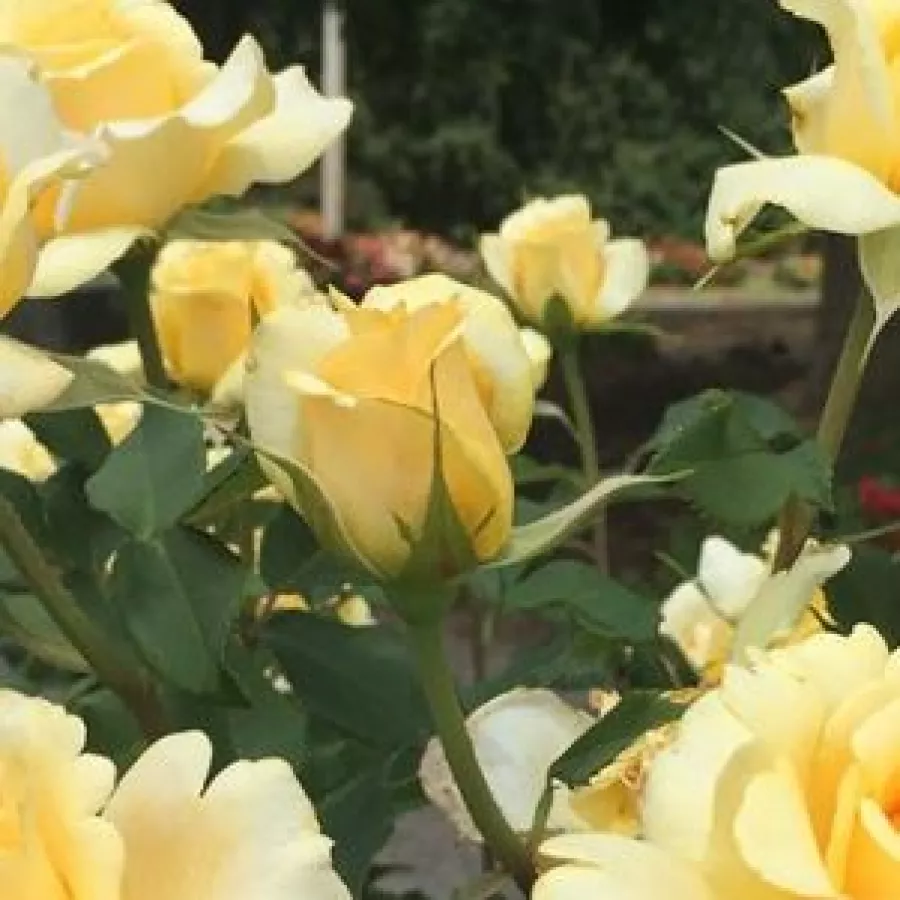 Trandafiri pomisor - Trandafir copac cu trunchi înalt – cu flori teahibrid - Trandafiri - Sunny Sky ® - 