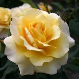 Stromčekové ruže - žltá - Rosa Sunny Sky ® - mierna vôňa ruží - aróma grapefruitu