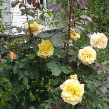 Miodowy - róża pienna - Róże pienne - z kwiatami hybrydowo herbacianymi