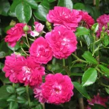 Rózsaszín - rambler, kúszó rózsa - Online rózsa vásárlás - Rosa Super Excelsa - diszkrét illatú rózsa - tea aromájú