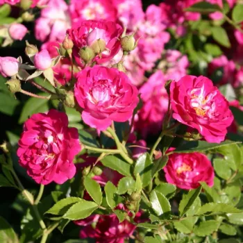 Rosa Super Excelsa - ružičasta - ruže stablašice -