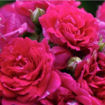 Ruže - online - koupit - rambler,popínavá ruža - mierna vôňa ruží - vôňa čaju - ružová - Super Excelsa - (200-300 cm)