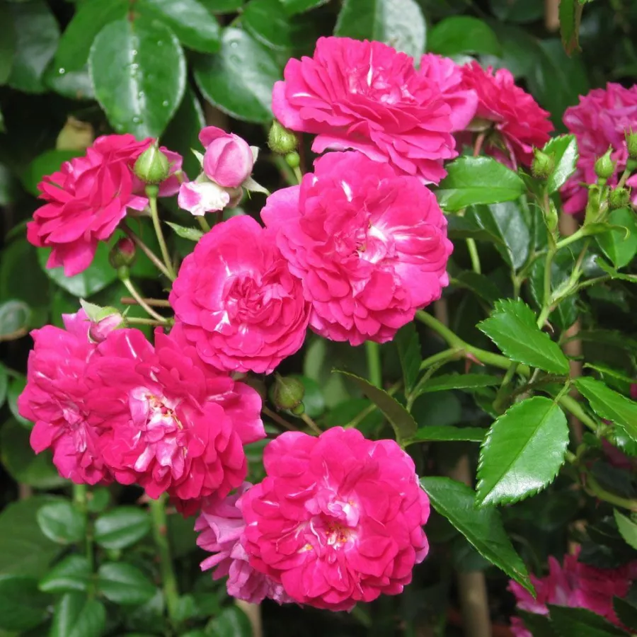 Diszkrét illatú rózsa - Rózsa - Super Excelsa - kertészeti webáruház