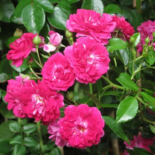 Poзa Супер Экселса - Вьющаяся плетистая роза (рамблер) - розово-белая - роза с тонким запахом - Питомник Роз PharmaRosa®