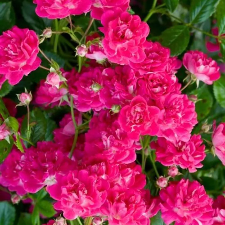 Rembler, vrtnica plezalka - Roza - Super Excelsa - vrtnice online