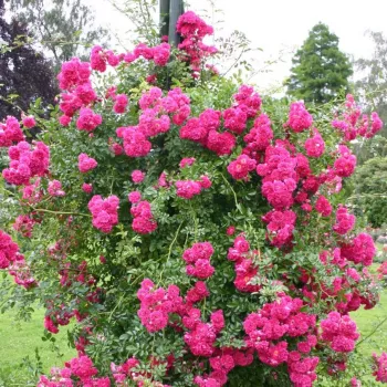 Roz închis, centrul alb - Trandafiri rambler   (200-300 cm)