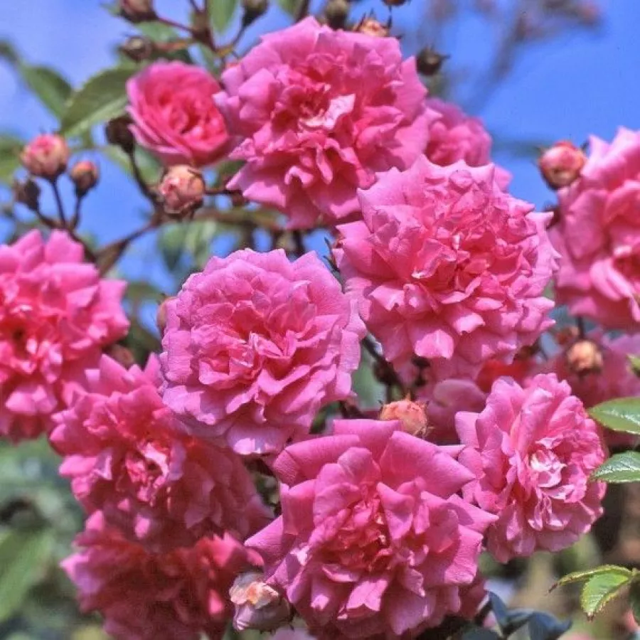 Ružová - Ruža - Superb Dorothy - Ruže - online - koupit