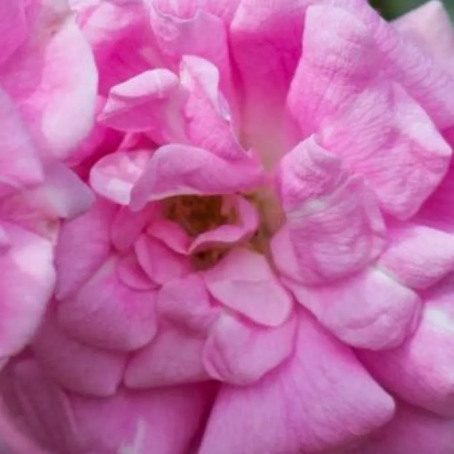 Rambler - Róża - Superb Dorothy - Szkółka Róż Rozaria