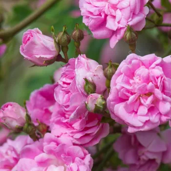 Rosa Superb Dorothy - roze - Stamroos – Kleine bloemenhangende kroonvorm